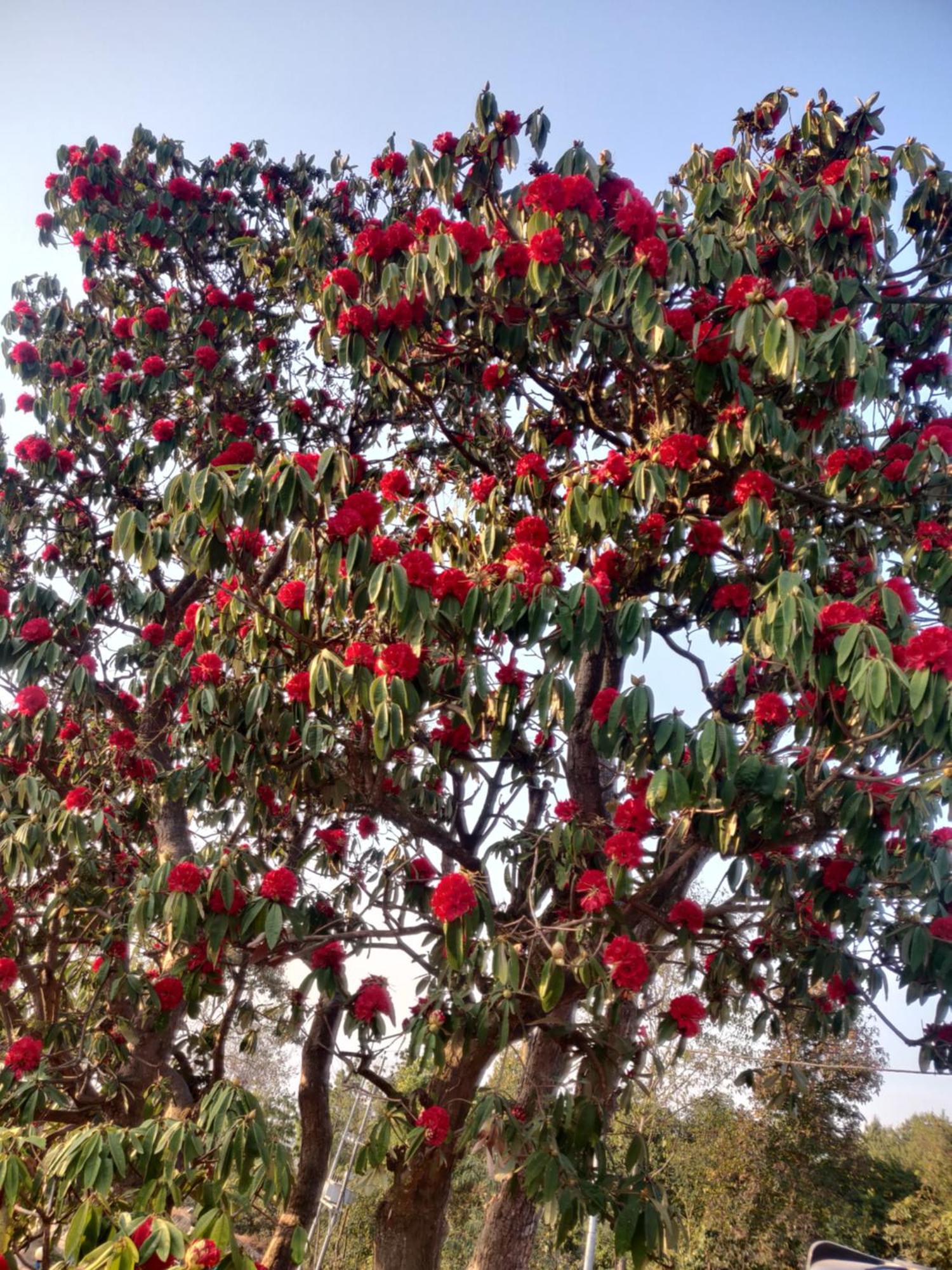 נגאקוט Chareli Resort מראה חיצוני תמונה